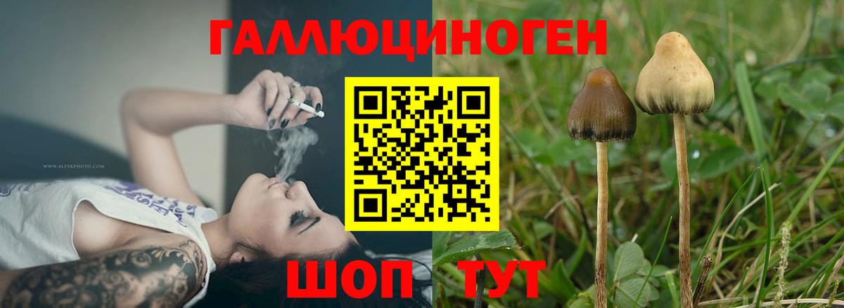 Галлюциногенные грибы Psilocybine cubensis  Вход с VPN  Шарыпово  Псилоцибиновые грибы Psilocybe 